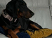3 year old Doberman for sale