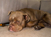 Loving Dorset Old Tyme Bulldogge