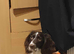 Springer x cockapoo