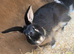 Male Rabbit For sale