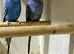 Budgies pair