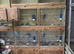 Budgerigar breeding cages