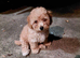 Poochoon pup