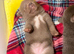 Tiny teddy bear chihuahuas