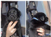 Labrador sharpi puppies