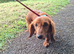 Long haired Miniature dachshund long