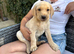 2 Kc reg girls left lab pups looking for new homes
