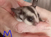 Pair of young sugar gliders