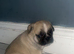 Stunning chunky pug puppies for sale!