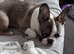 French bull dog