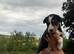 Working tri coloured collie pups