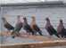 Gimple rare colour racing pigeons