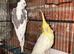Beautiful birds