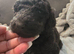Beautiful standard poodle puppies