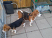 Young Beagle for Sale in Northern Ireland