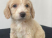 F1 cockapoo puppies