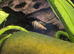 Assasin Snails