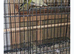 mixed birds for sale coventry