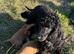 Stunning show type cocker spaniel girl puppy