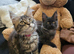 Maine Coon Kittens