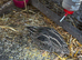 quail in Richmondshire area