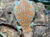 Ocellated Uromastyx at Birmingham Reptiles
