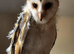 Barn owl chicks