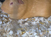 Adult 9 months male guinea pigs