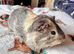 3 Beautiful Boar/Male Guinea Pigs.