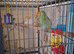 Green Parrotlet for sale