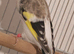 Pied Siberian goldfinch