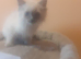 Ragdoll blue point kittens