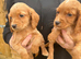 Beautiful cocker spaniel puppies