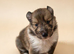 Sable tri puppies