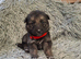 German shepherd pups