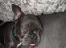 Frenchie for sell