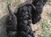 Beautiful Fluffy Jack-A-Poo Puppies