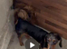 Dachund pups