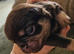 Pug litter