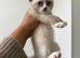 Beautiful Ragdoll &times; Siamese Girl Kitten