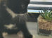 Beautiful kittens