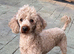 poodle