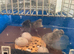 3x 3day old unsexed chicks