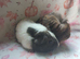 Beautiful pair of girl sows guinea pigs
