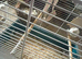 Canary Pair for Sale