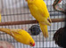 Buttercup kakariki
