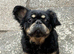 Fluffy French bulldog