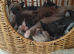 Russian blue x ragdoll kittens
