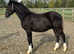 Welsh sec c colt