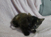 Adorable Kittens Looking for Loving Forever Homes!